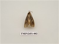 藏品(流線黑苔蛾)的圖片